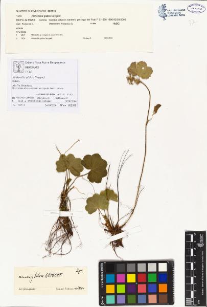 Alchemilla glabra Neygenf.