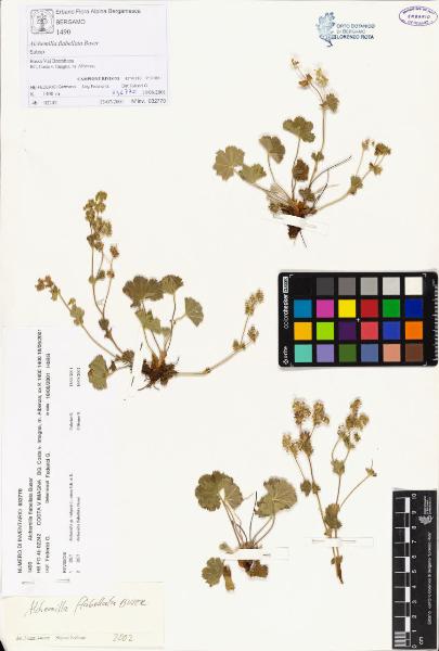 Alchemilla flabellata Buser