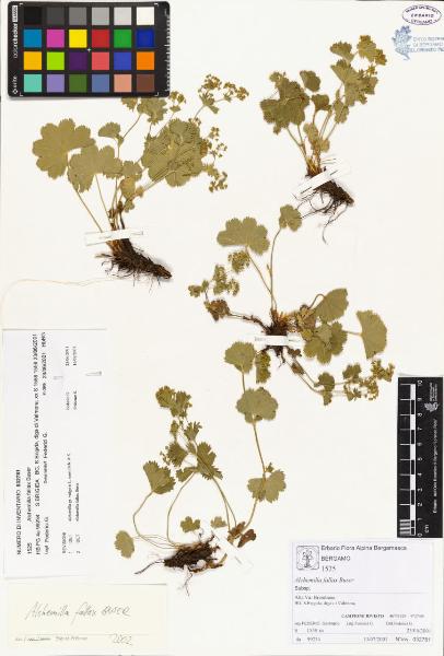 Alchemilla fallax Buser