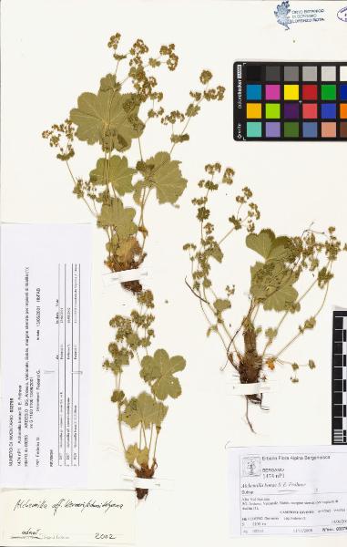 Alchemilla bonae S. E. Fröhner