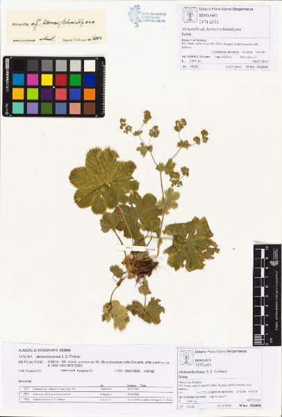 Alchemilla bonae S. E. Fröhner