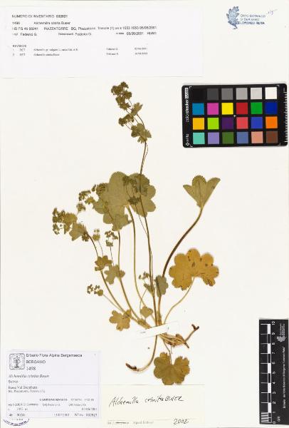 Alchemilla crinita Buser