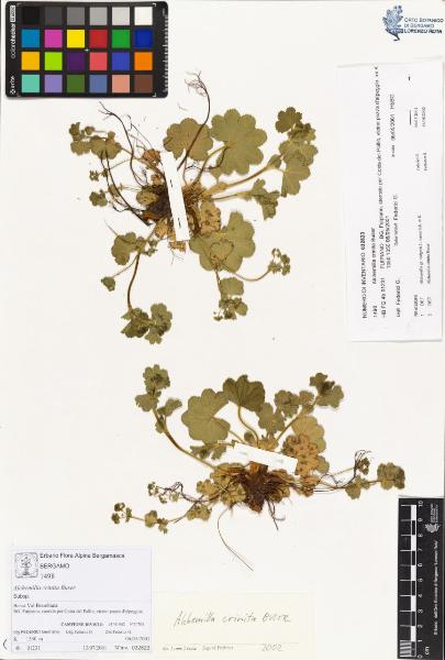 Alchemilla crinita Buser