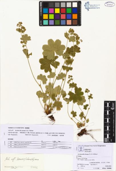 Alchemilla bonae S. E. Fröhner