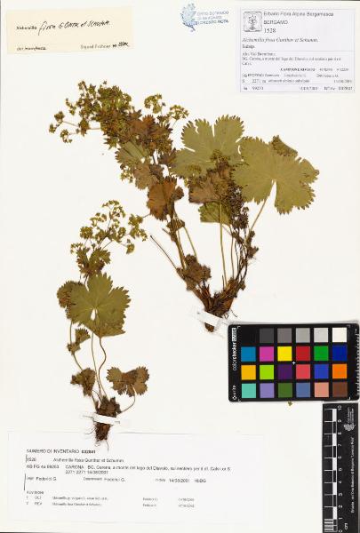 Alchemilla fissa Gunther et Schumm.