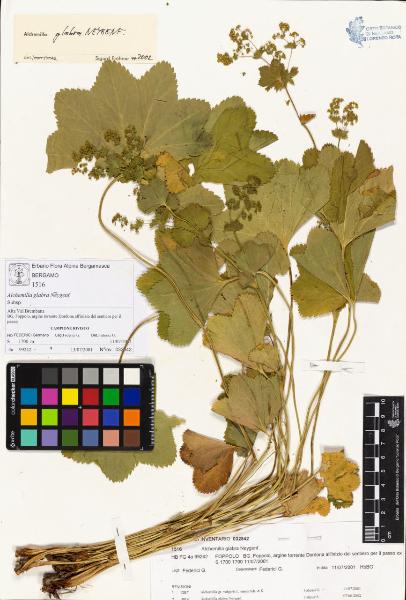 Alchemilla glabra Neygenf.