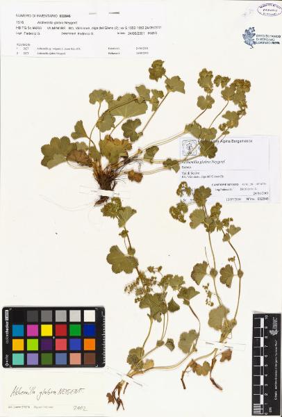 Alchemilla glabra Neygenf.