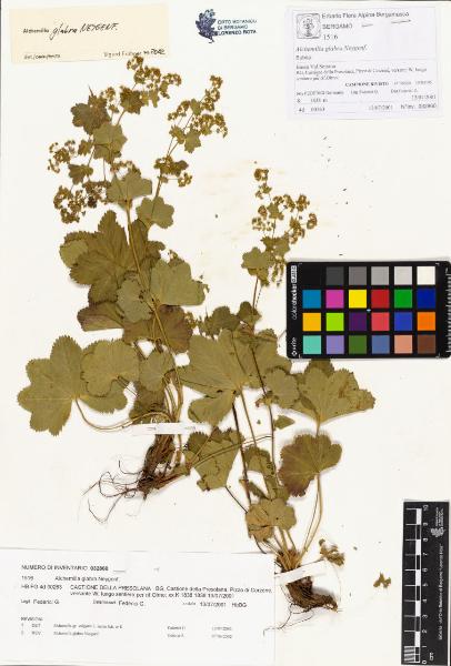 Alchemilla glabra Neygenf.