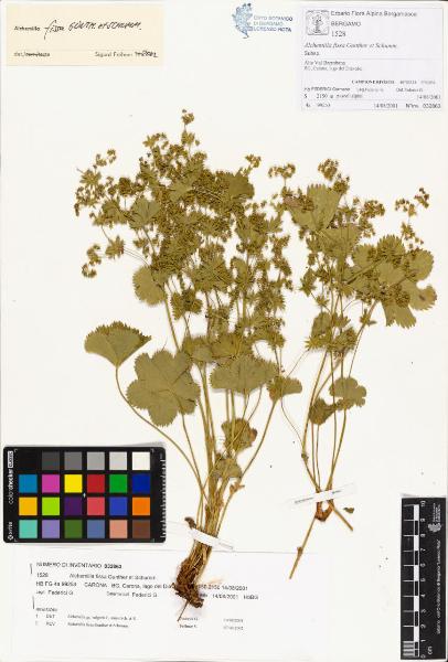 Alchemilla fissa Gunther et Schumm.