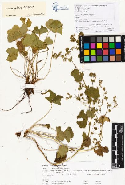 Alchemilla glabra Neygenf.