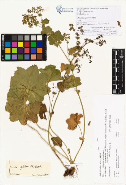 Alchemilla glabra Neygenf.