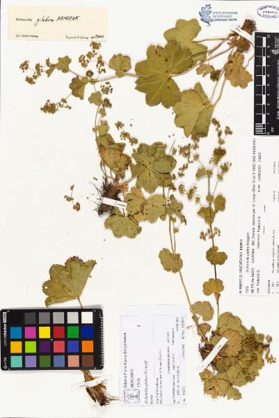 Alchemilla glabra Neygenf.