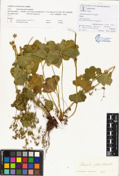 Alchemilla glabra Neygenf.