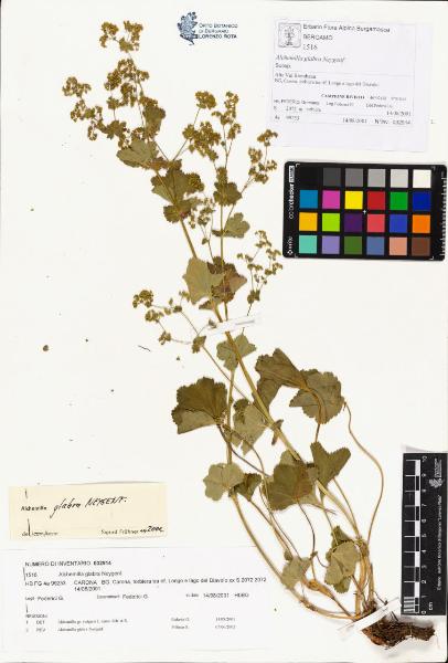 Alchemilla glabra Neygenf.