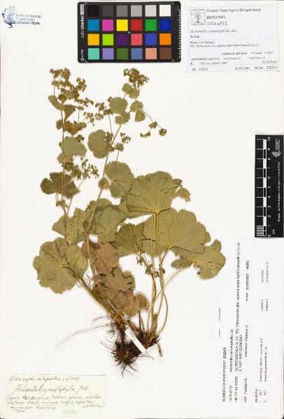 Alchemilla cymatophylla Juz.