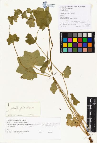 Alchemilla glabra Neygenf.