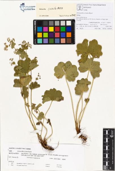 Alchemilla crinita Buser