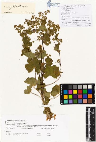 Alchemilla glabra Neygenf.