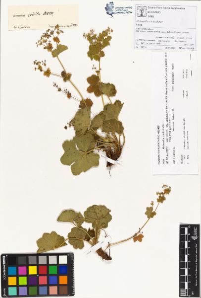 Alchemilla crinita Buser