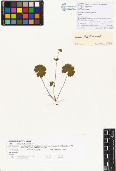 Alchemilla flabellata Buser