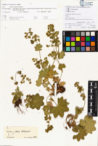 Alchemilla glabra Neygenf.