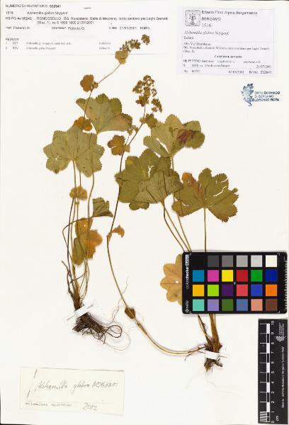 Alchemilla glabra Neygenf.