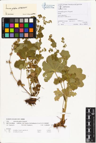 Alchemilla glabra Neygenf.