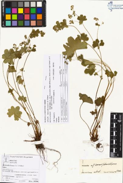 Alchemilla bonae S. E. Fröhner