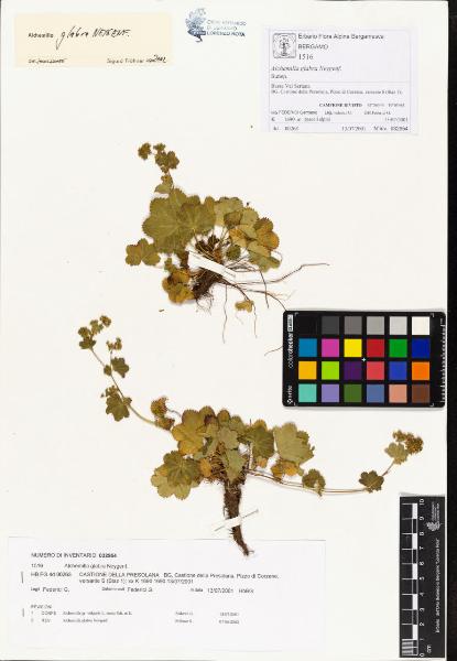 Alchemilla glabra Neygenf.