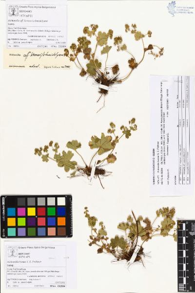 Alchemilla bonae S. E. Fröhner