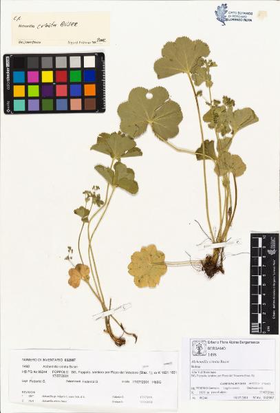 Alchemilla crinita Buser