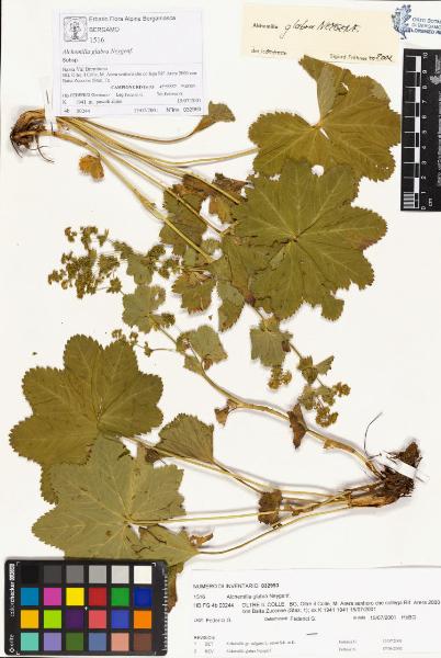 Alchemilla glabra Neygenf.