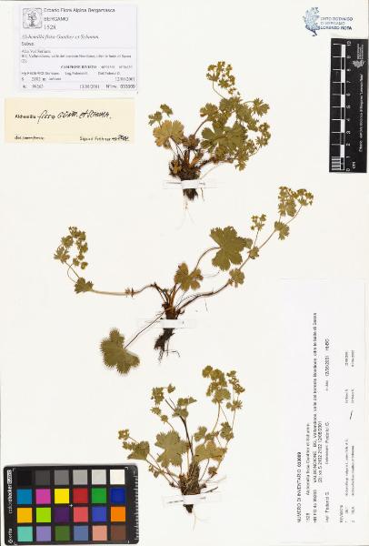 Alchemilla fissa Gunther et Schumm.