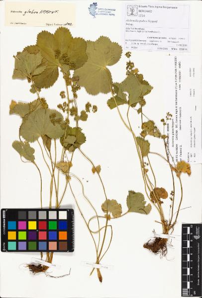 Alchemilla glabra Neygenf.