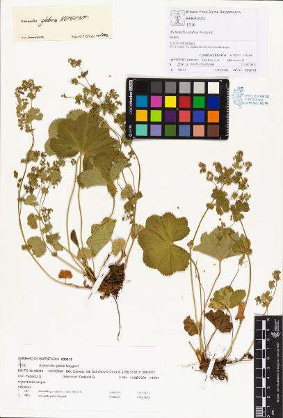 Alchemilla glabra Neygenf.