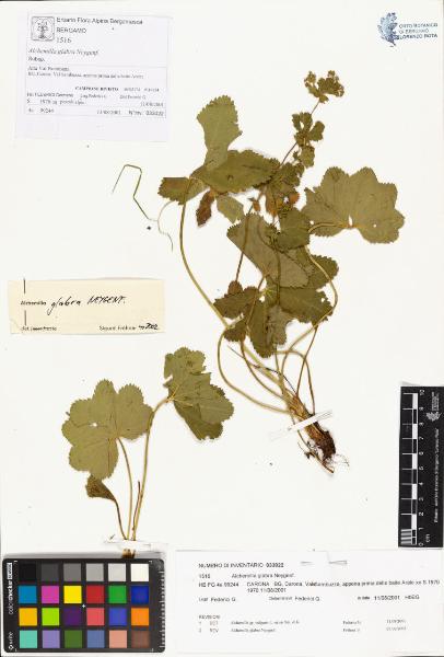 Alchemilla glabra Neygenf.