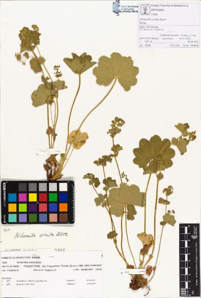 Alchemilla crinita Buser