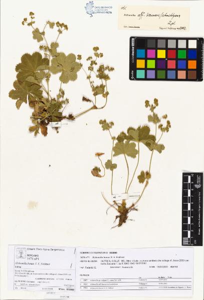 Alchemilla bonae S. E. Fröhner