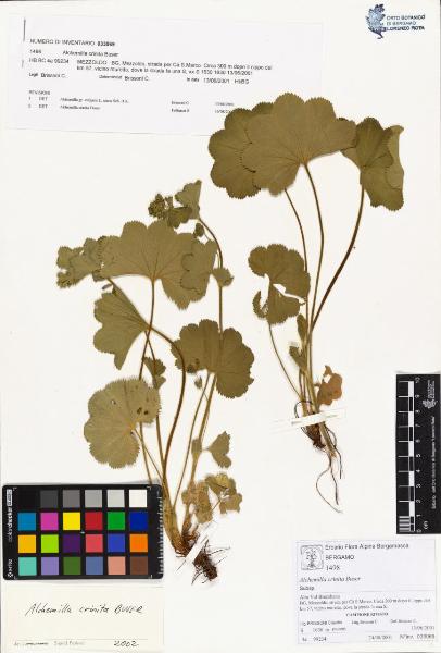 Alchemilla crinita Buser