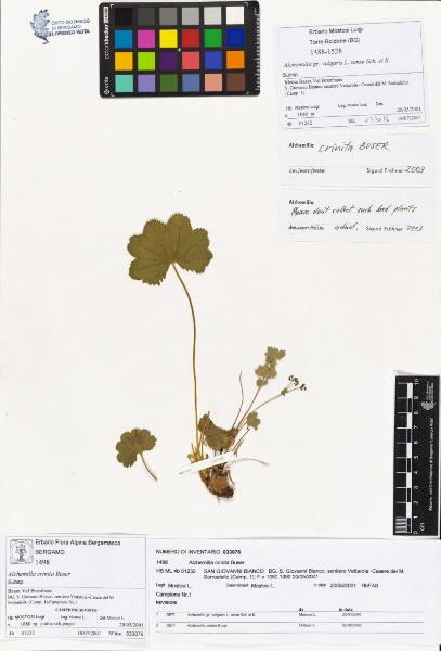 Alchemilla crinita Buser