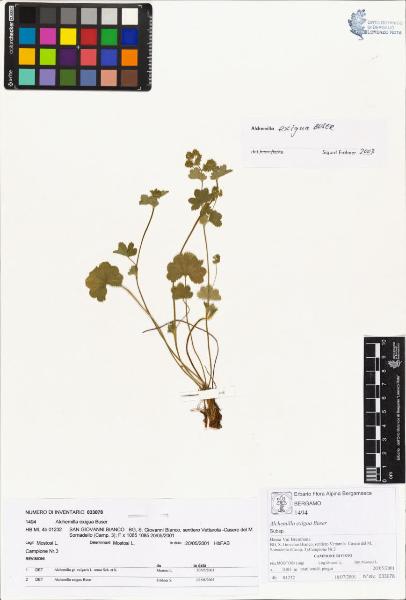 Alchemilla exigua Buser