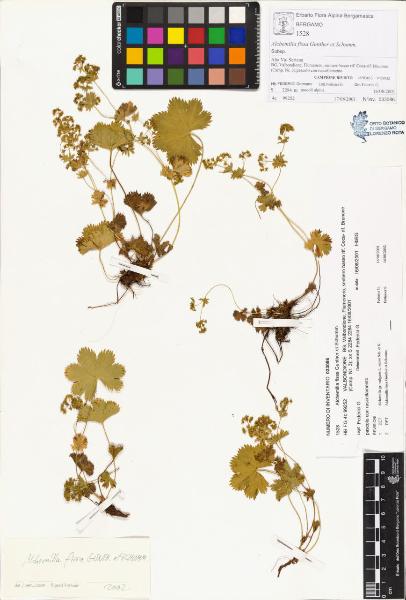 Alchemilla fissa Gunther et Schumm.