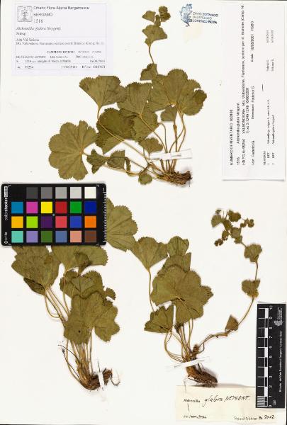 Alchemilla glabra Neygenf.