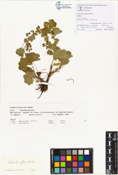 Alchemilla effusa Buser