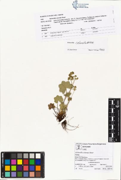 Alchemilla colorata Buser