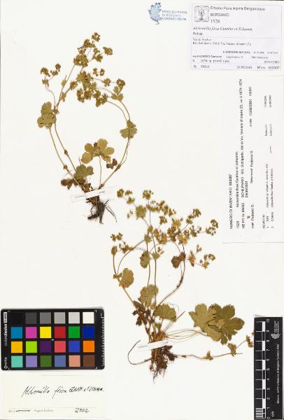 Alchemilla fissa Gunther et Schumm.