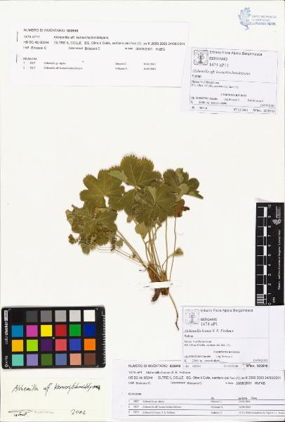 Alchemilla bonae S. E. Fröhner