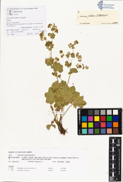 Alchemilla glabra Neygenf.