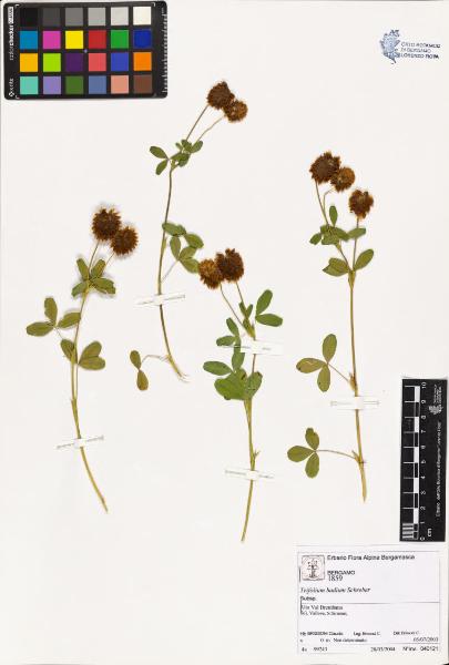 Trifolium badium Schreber