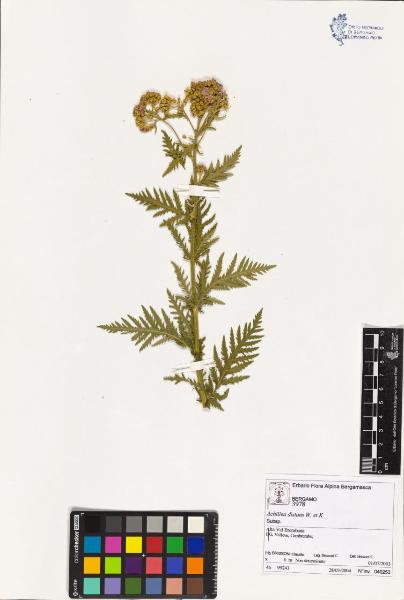 Achillea distans W. et K.